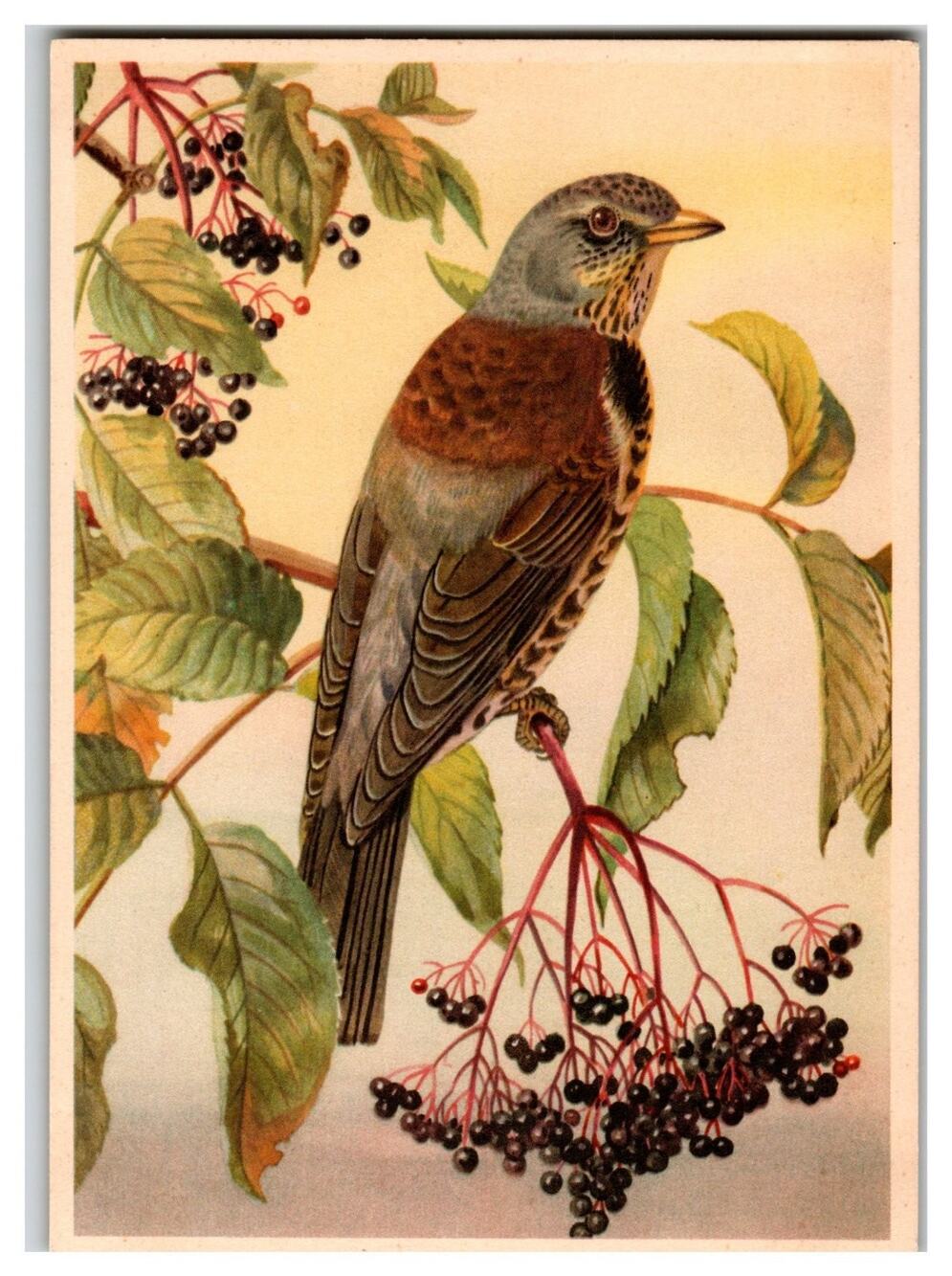 Vintage Fieldfare Thrush Bird Postcard Russian Juniper Berries Nature Art